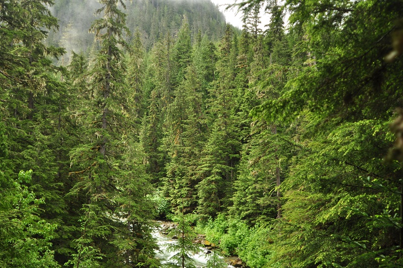 Williams Creek
